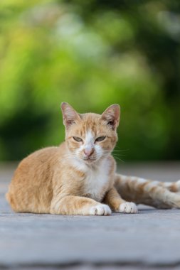 Tay kedi