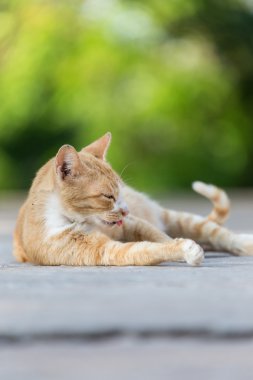 Tay kedi
