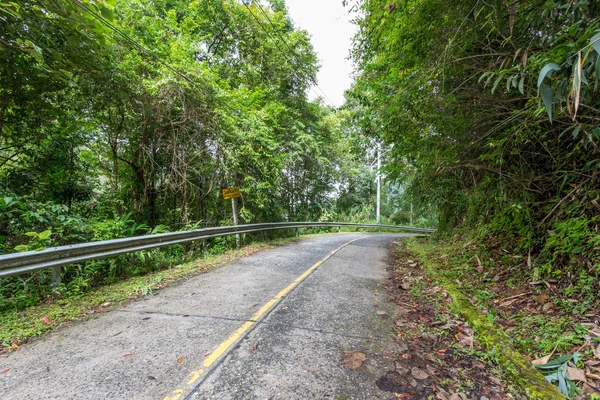 Route en forêt — Photo