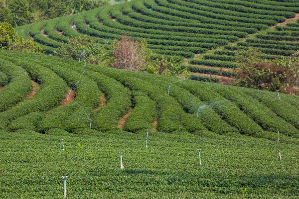 Granja de té verde — Foto de Stock