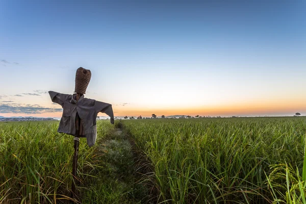 Scarecrow — Stock Photo, Image