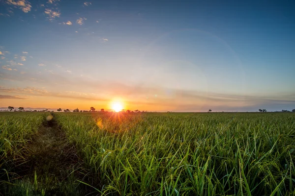 Rijst veld op zonsondergang achtergrond — Stockfoto