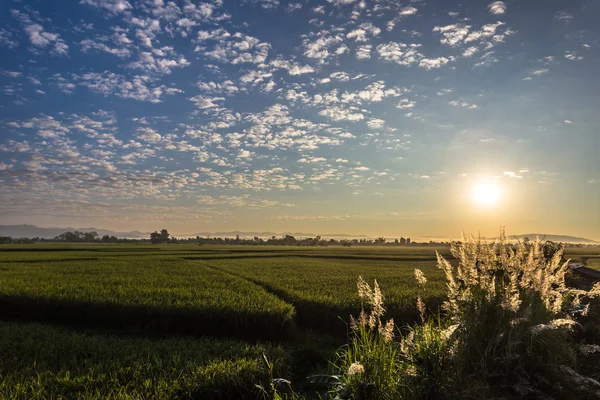 Pirinç alan günbatımı arka plan üzerinde — Stok fotoğraf