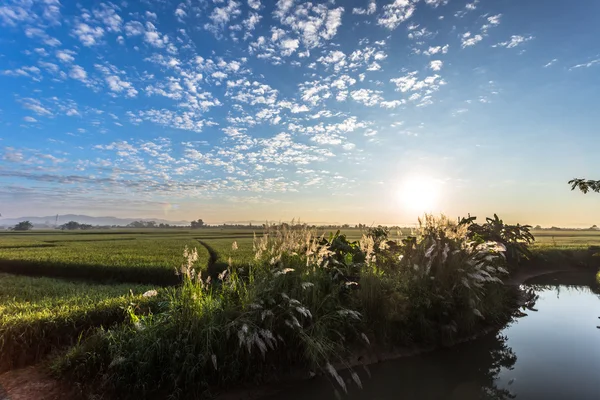 Campo di riso su sfondo tramonto — Foto Stock