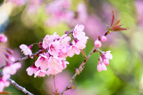 Sakura blomma — Stockfoto