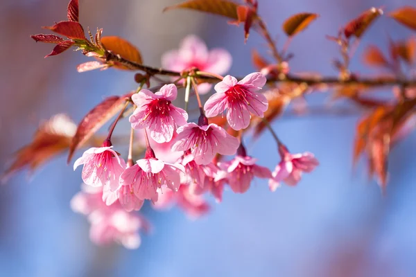 Sakura blomma — Stockfoto