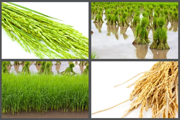 Paddy isolated set — Stock Photo, Image