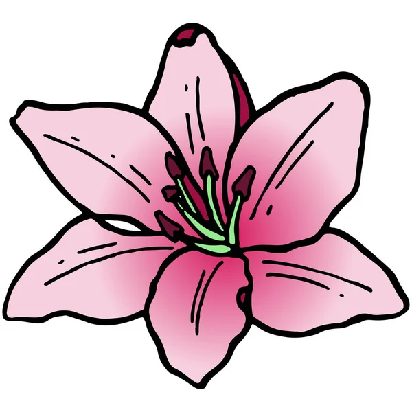 Hand Drawn Colored Blooming Lilly Doodle Traditional Spring Flower Ink — Stock Photo, Image