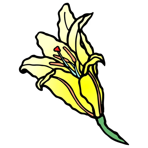 Ručně Kreslené Barevné Lilie Čmáranice Tradiční Jarní Květina Inkoustovém Stylu — Stock fotografie