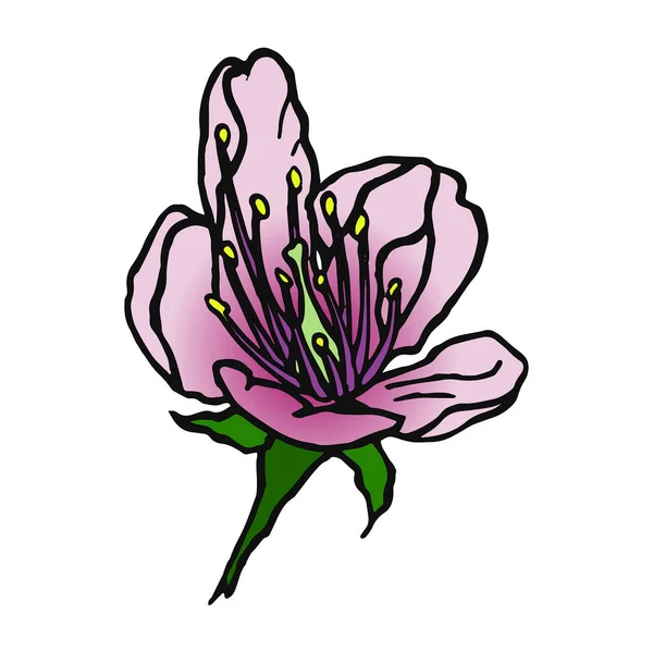 Sakura Blooming Flower Doodle — Stock Fotó