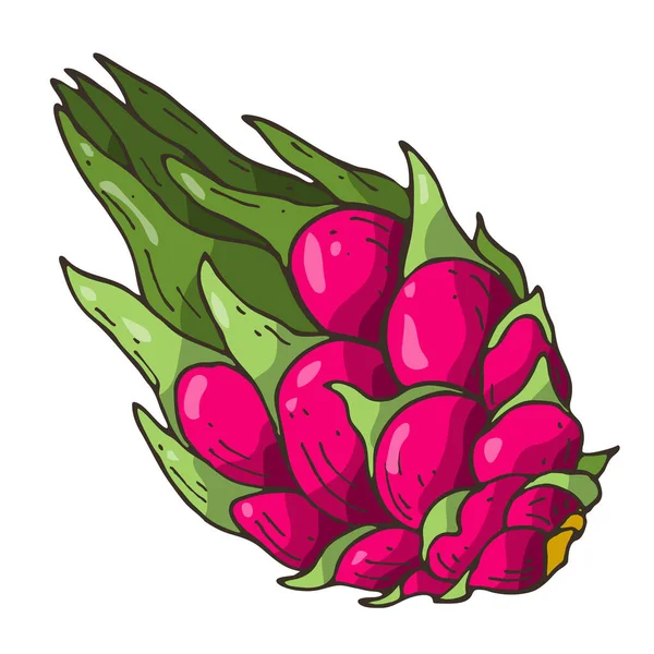 Pitahaya Colored Image Doodle Style —  Fotos de Stock