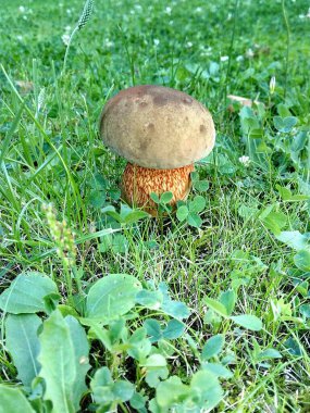 Yeşil çimlerde meşe mantarı