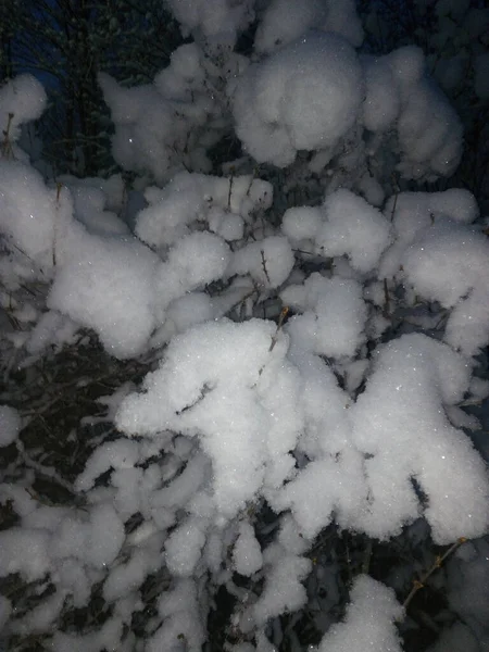 夜になると枝に雪が降り — ストック写真