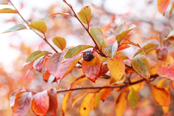 Llega el otoño. Cambios ... — Foto de Stock