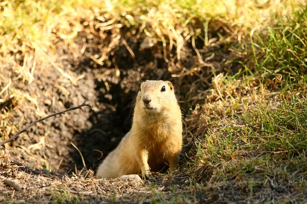 Gopher. Little rodent. — Stock Photo, Image