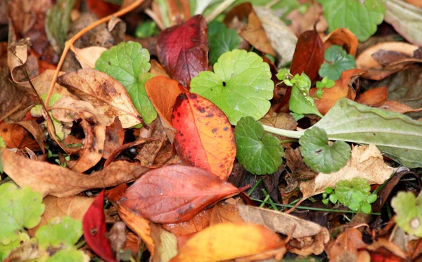 Hojas caídas. Otoño . — Foto de Stock