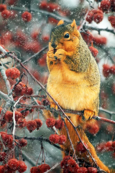 Funny Squirrel. Winter — Stock Photo, Image