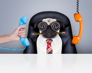 Office çalışan patron köpek 