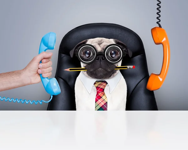 Office worker boss dog — Stock Photo, Image