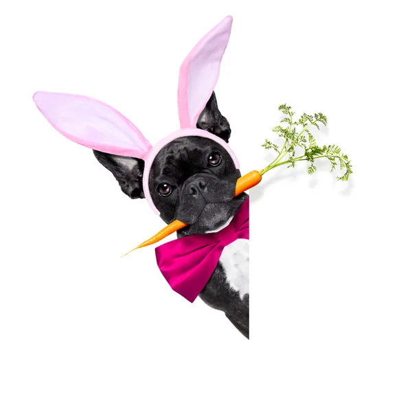 Easter bunny dog — Stock Photo, Image