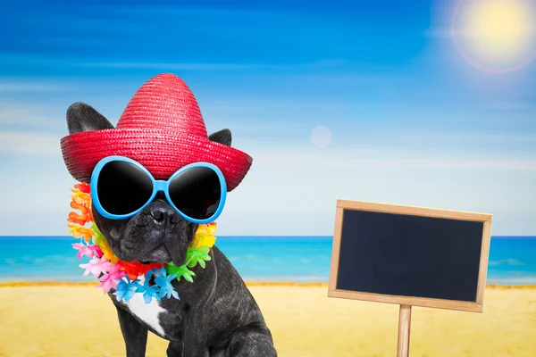 犬の夏のビーチ — ストック写真