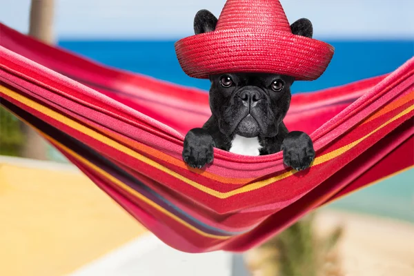 Dog on hammock — Stock Photo, Image