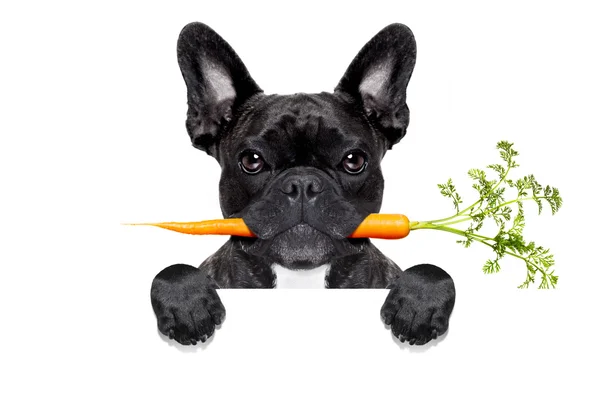 Gesundes Essen Hund — Stockfoto