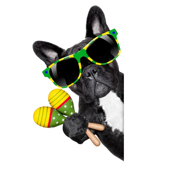 Verão cão brasileiro — Fotografia de Stock