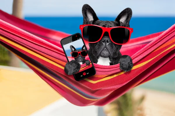 Hond op hangmat in de zomer — Stockfoto