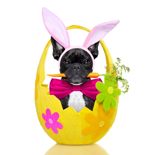 Bunny easter ears dog — Stock Photo © damedeeso 145976065