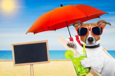 Yaz cokctail köpek