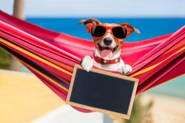 Yaz hamakta köpek 