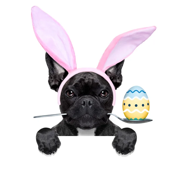 Perro conejito de Pascua — Foto de Stock