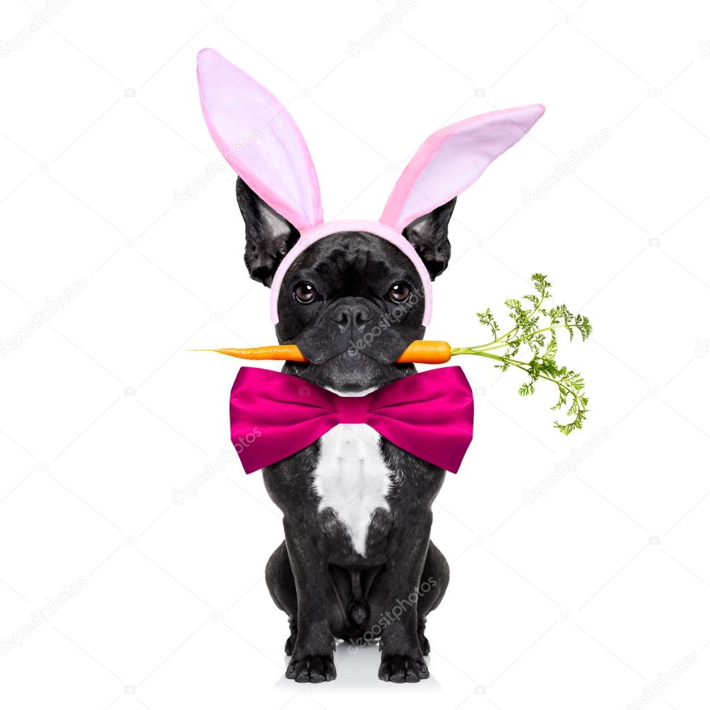 easter bunny dog