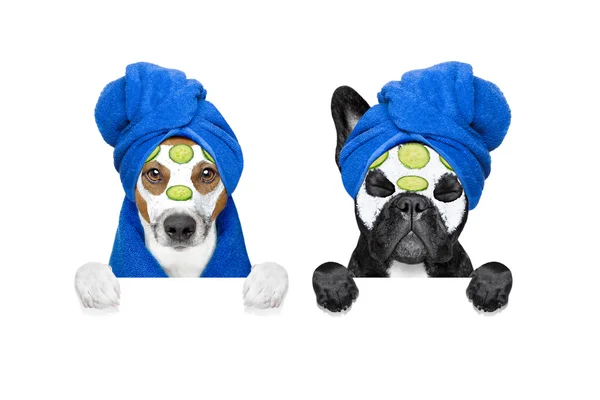 Bien-être masque de beauté rangée de chiens — Photo