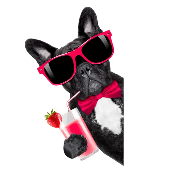 Kokteyl güler yüzlü köpek — Stok fotoğraf