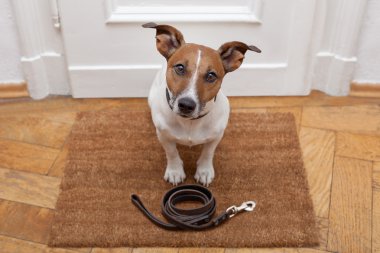 köpek kira kontratı ile yürüyüş için bekler