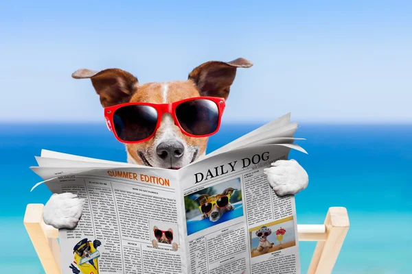 Verão cão de praia — Fotografia de Stock