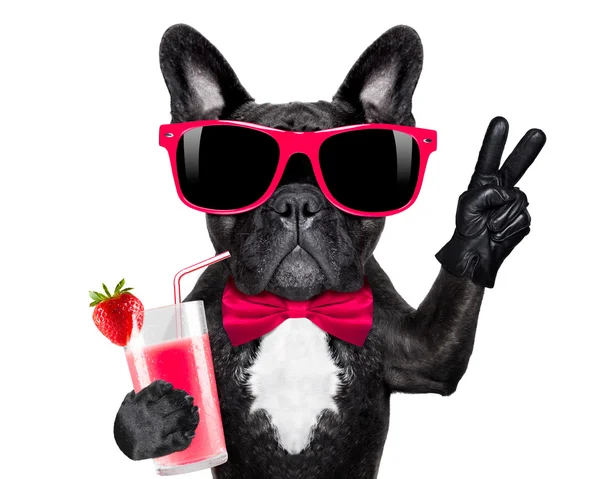 Cocktail smoothie dog — Stock Photo, Image