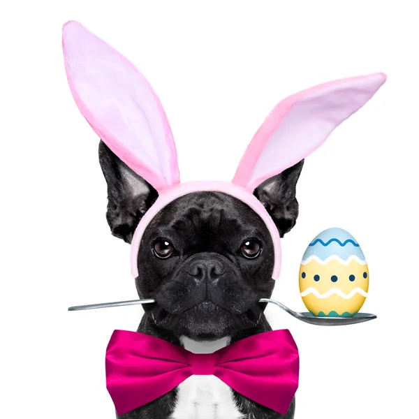 Perro conejito de Pascua — Foto de Stock