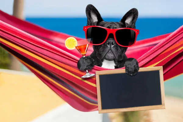 Hond op hangmat in de zomer — Stockfoto