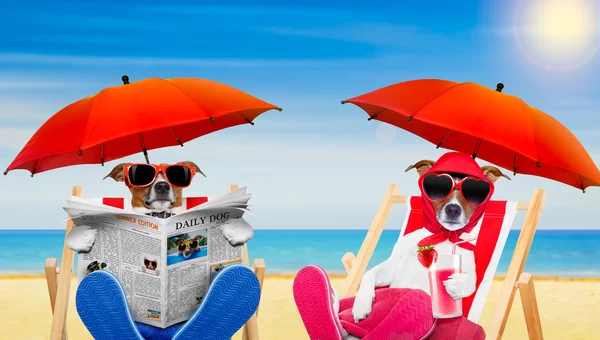 Funny couple of dogs in love at the beach — Stock Photo, Image