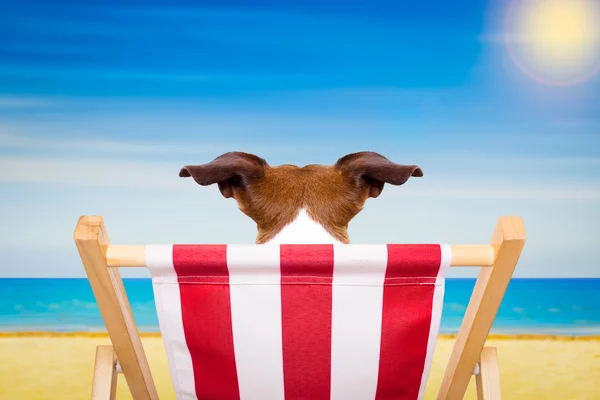Cadeira de praia do cão no verão — Fotografia de Stock