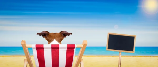 Dog beach chair in summer — Stock Photo, Image