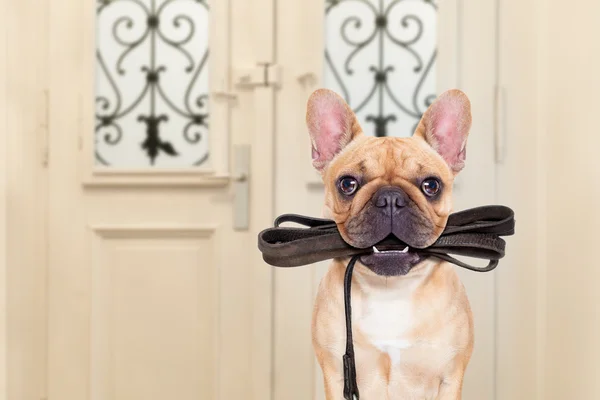 Dog leash walk — Stock Photo, Image