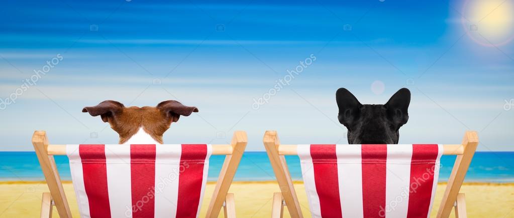 HundStrandkorb im Sommer — Stockfoto © damedeeso 101679518