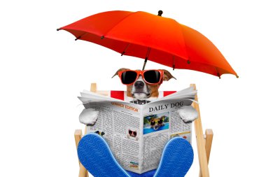 köpek plaj sandalyesi
