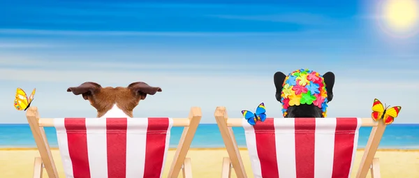 Silla de playa de perro en verano —  Fotos de Stock