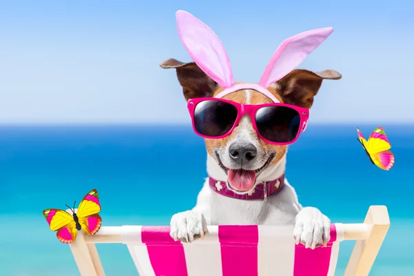 Vacation easter dog — Stock Photo, Image