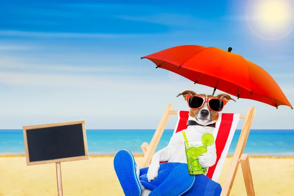 Pies plaża krzesło koktajl — Zdjęcie stockowe